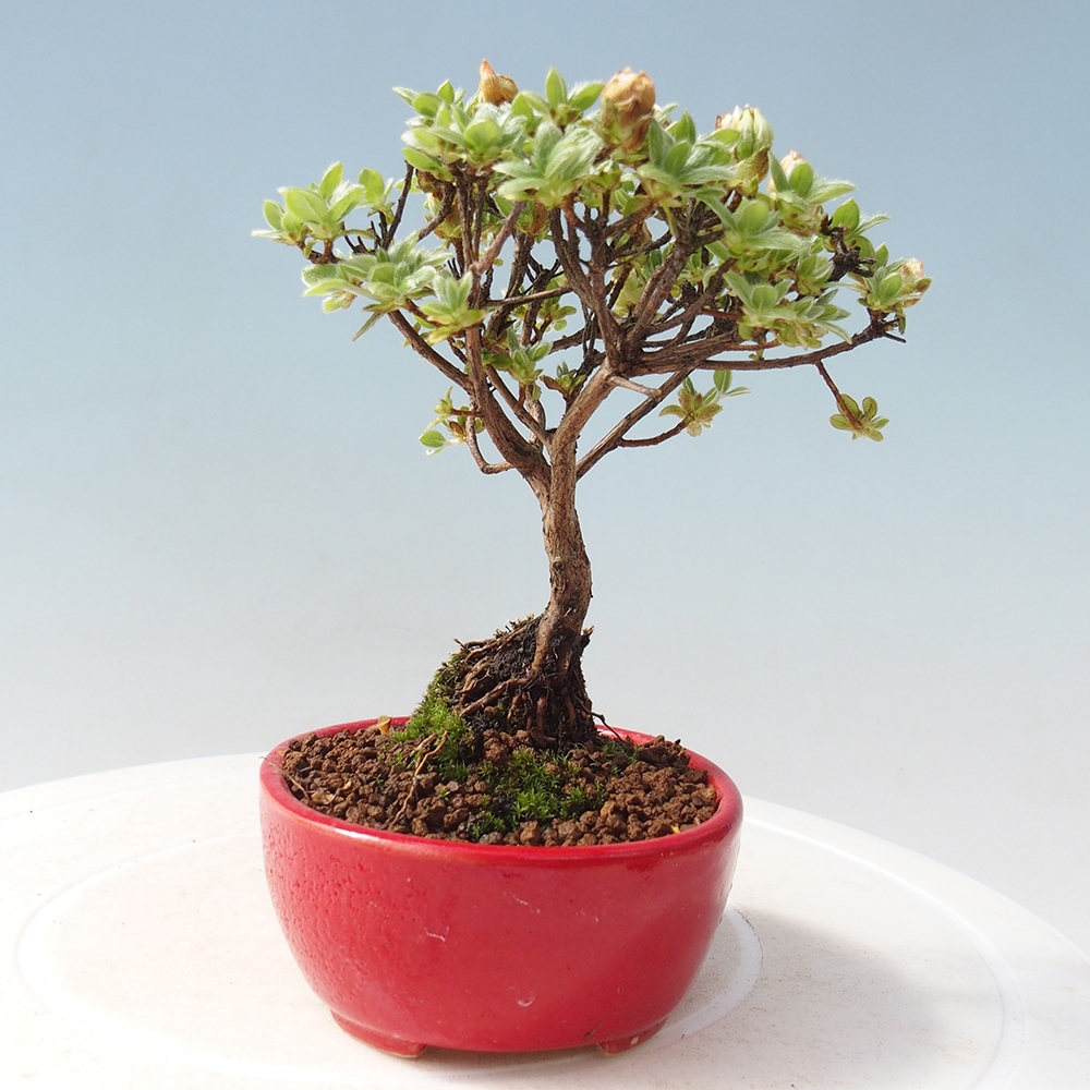 Kültéri bonsai - Rhododendron indicum - japán azálea