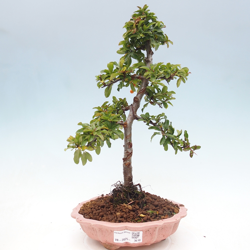 Kültéri bonsai-Pyracantha Teton - Hlox