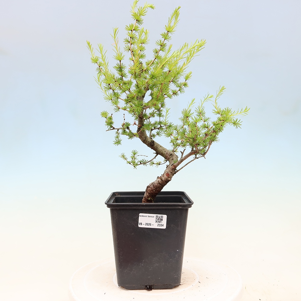 Kültéri bonsai - Larix decidua - vörösfenyő