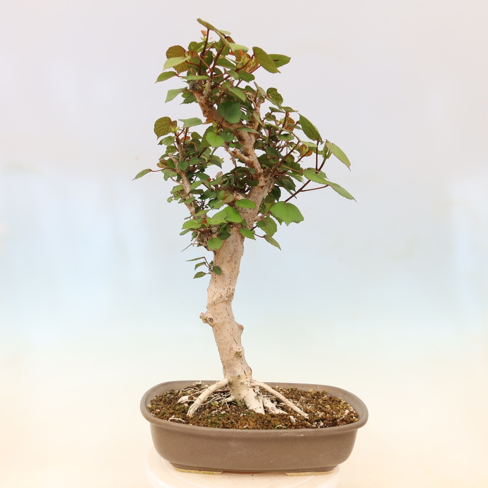 Beltéri bonsai - Hibiscus tiliaceus - tengeri hibiszkusz