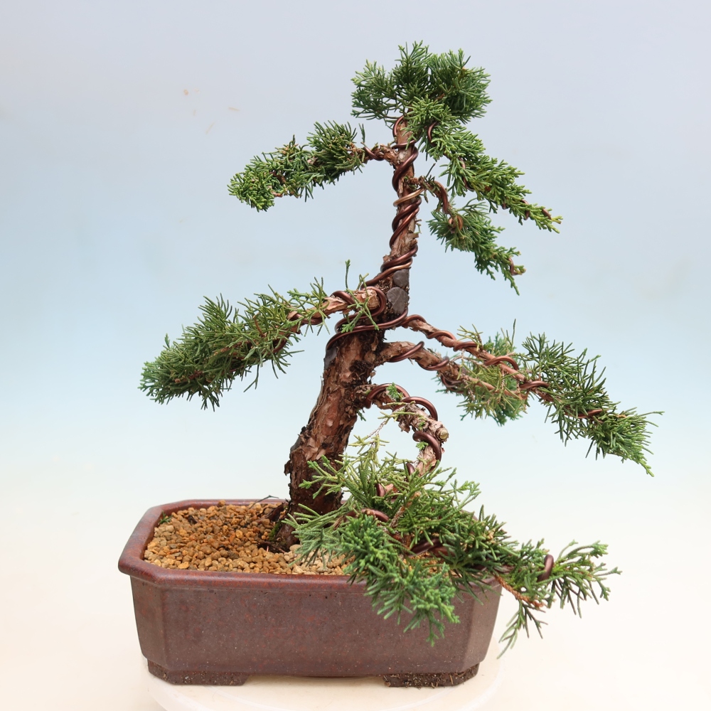 Kültéri bonsai - Juniperus chinensis Kishu