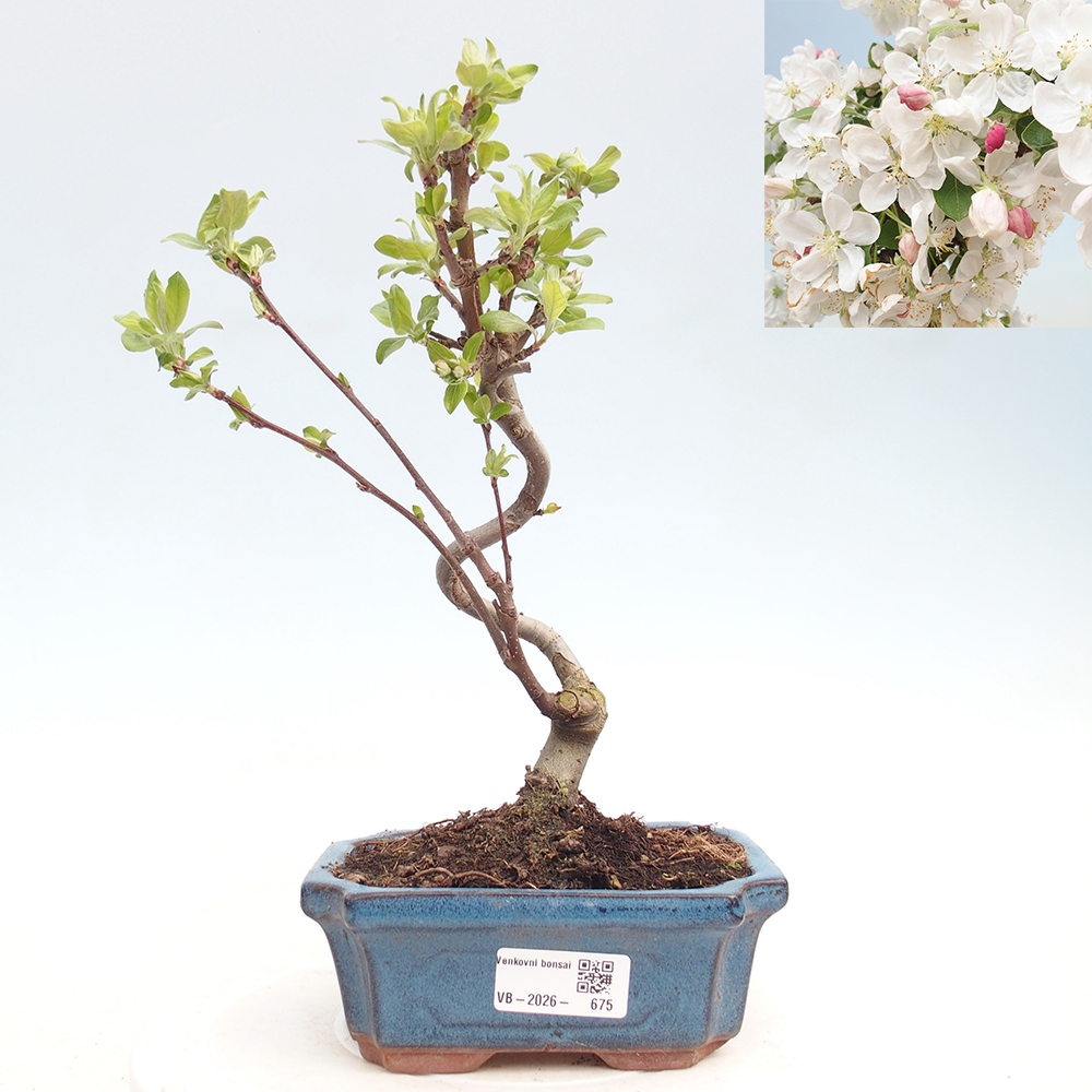 Kültéri bonsai -Malus halliana - Kis gyümölcsű almafa