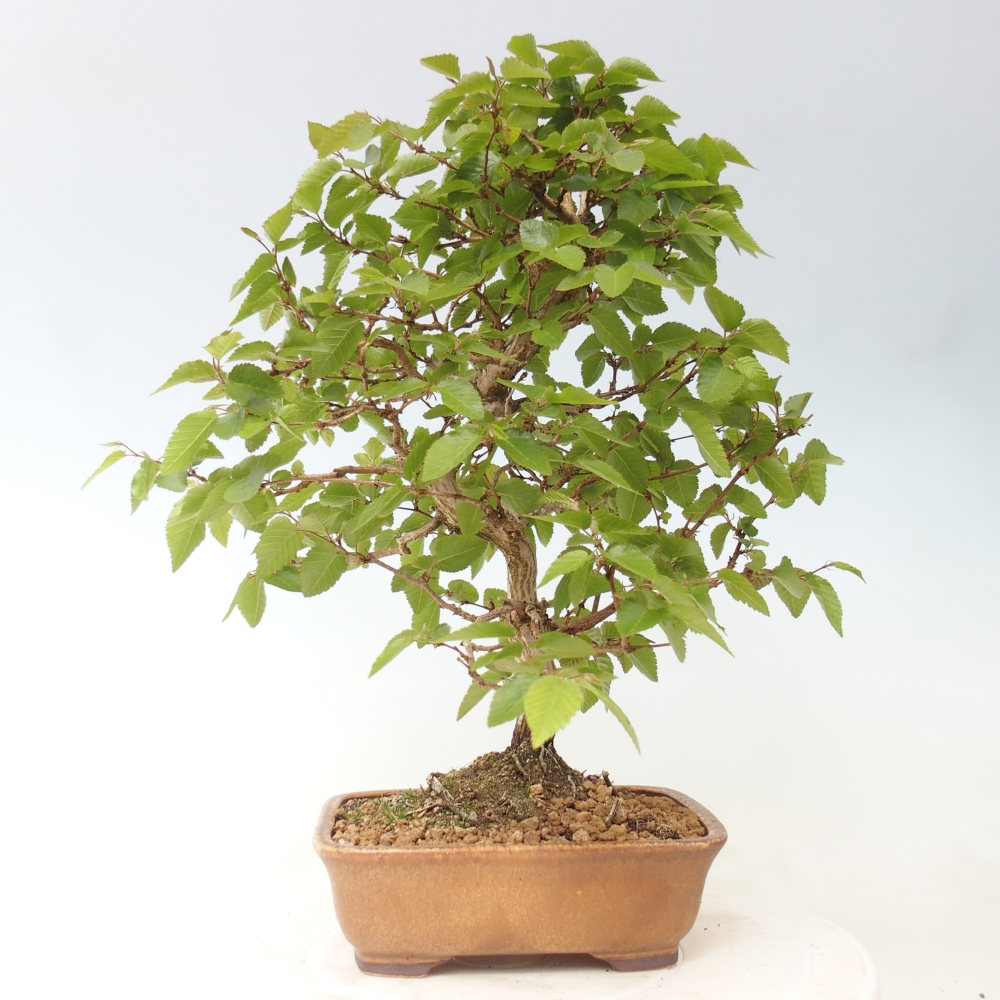 Kültéri bonsai -Carpinus CARPINOIDES - Koreai gyertyánfa