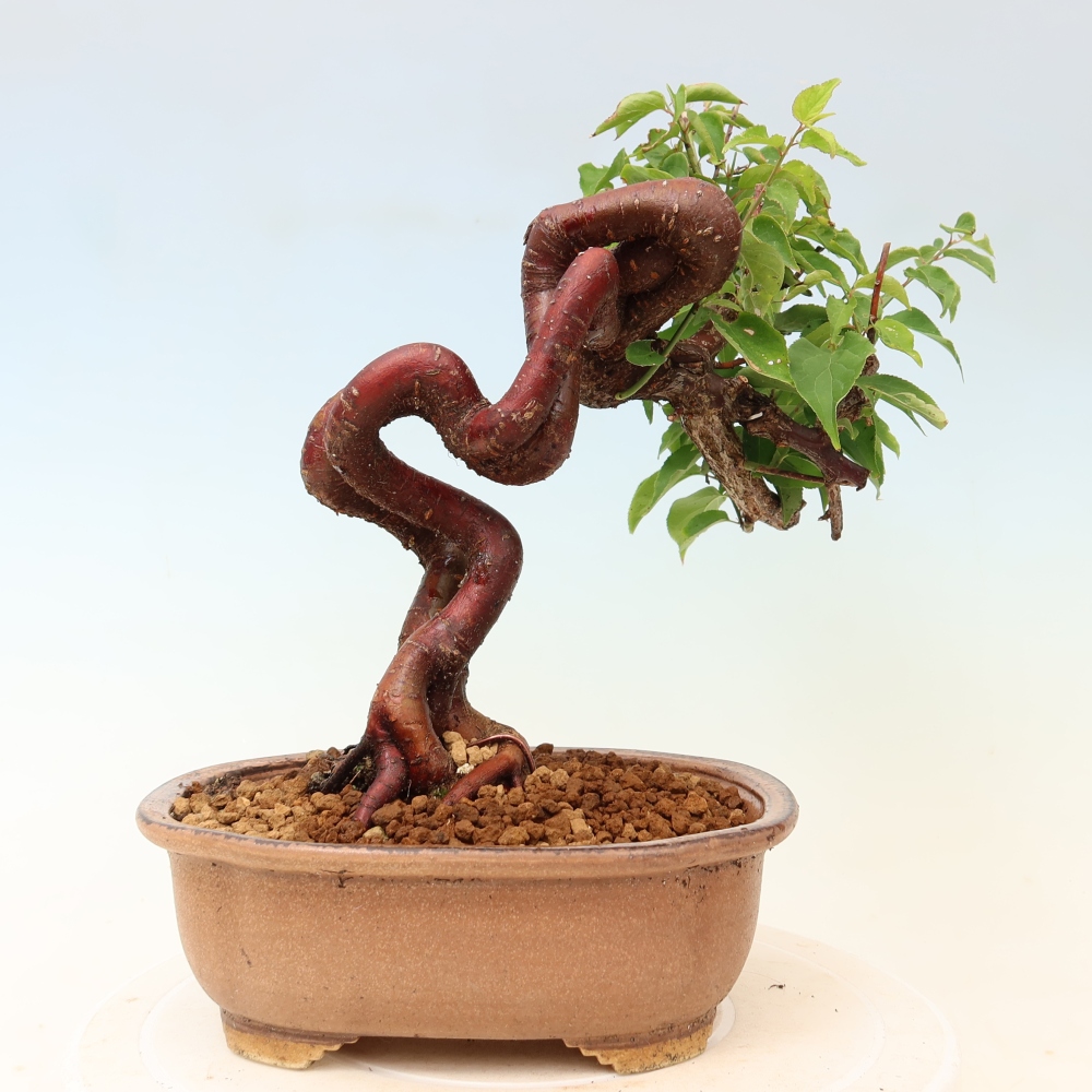 Kültéri bonsai – Japán barack – Prunus Mume