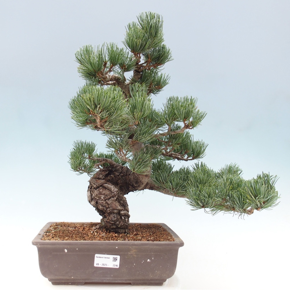 Kültéri bonsai - Pinus parviflora - Pinus parviflora