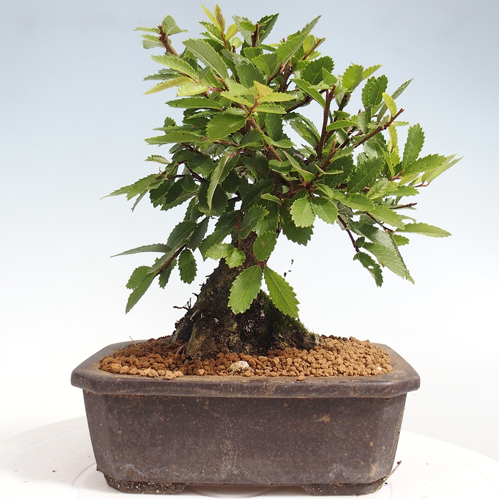 Kültéri bonsai - Zelkova - Zelkova NIRE