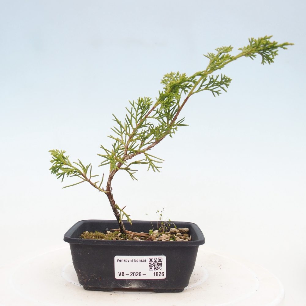 Kültéri bonsai - Juniperus chinensis Itoigawa