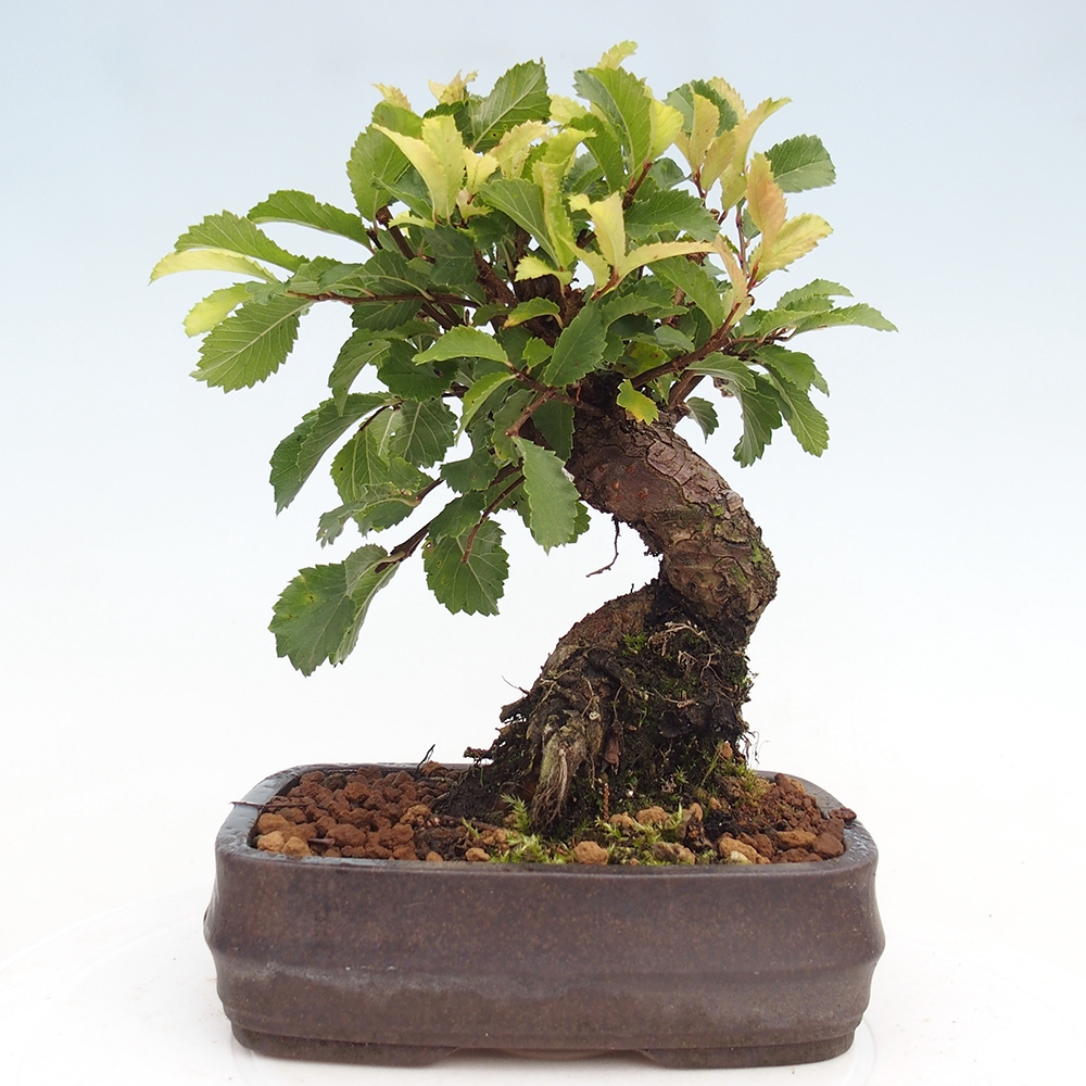Kültéri bonsai - Zelkova - Zelkova NIRE