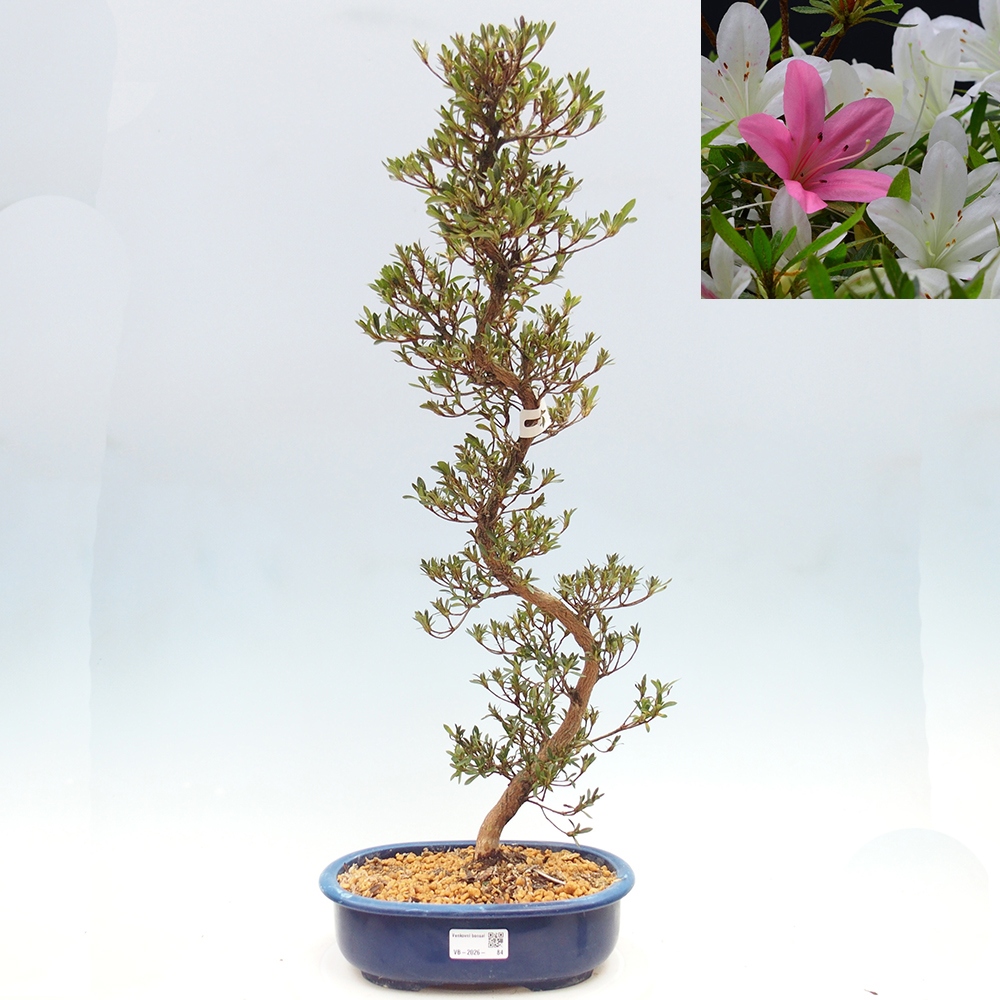 Kültéri bonsai - Japán azálea - Azalea Hakurin