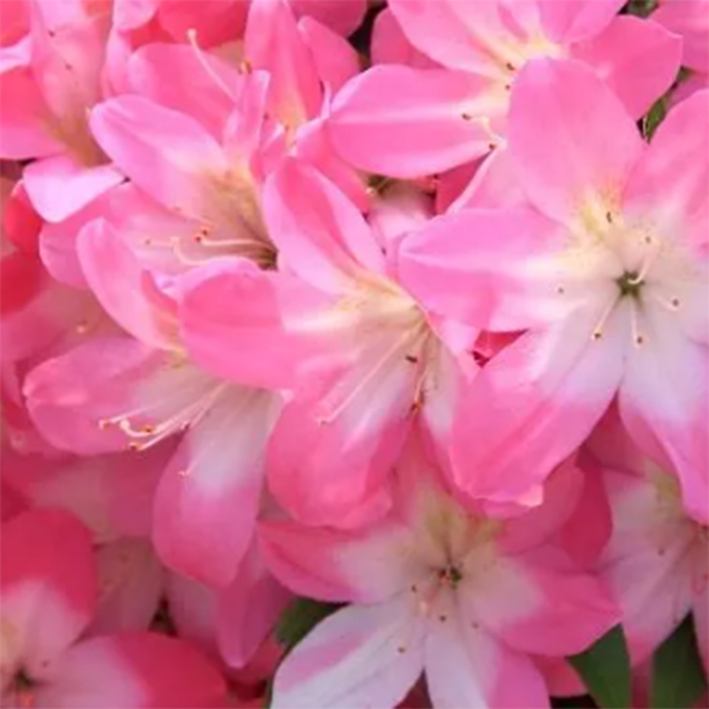 Kültéri bonsai - Japán azálea - Azalea Akari