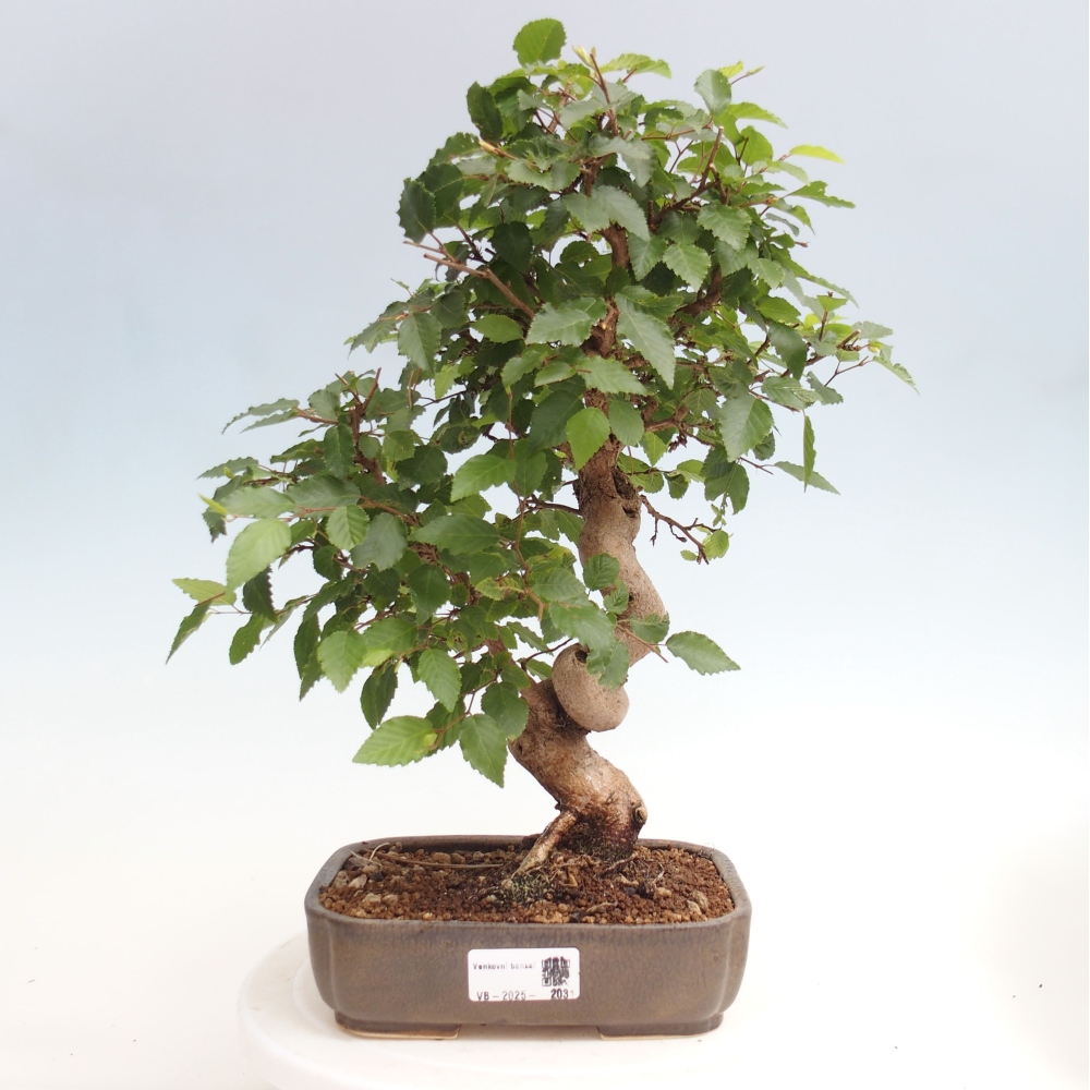 Kültéri bonsai -Carpinus CARPINOIDES - Koreai gyertyánfa