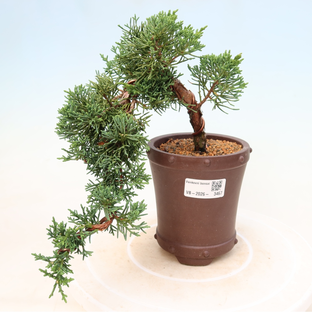 Kültéri bonsai - Juniperus chinensis Kishu