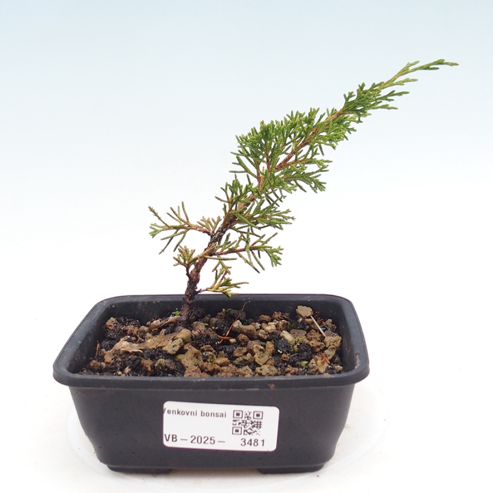 Kültéri bonsai - Juniperus chinensis Itoigawa