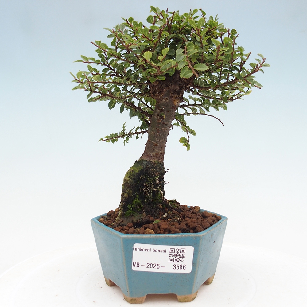 Kültéri bonsai - Ulmus parvifolia Hokkaido - Kínai szil - Ulmus parvifolia Hokkaido
