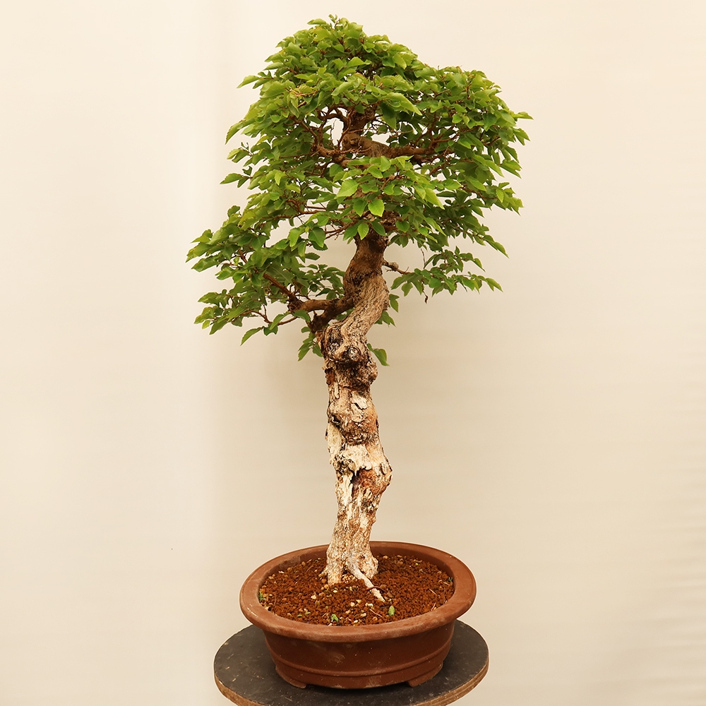 Kültéri bonsai -Carpinus Coreana - Koreai gyertyánfa