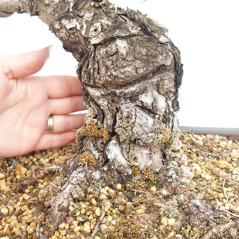 Kültéri bonsai - Pinus parviflora - Pinus parviflora