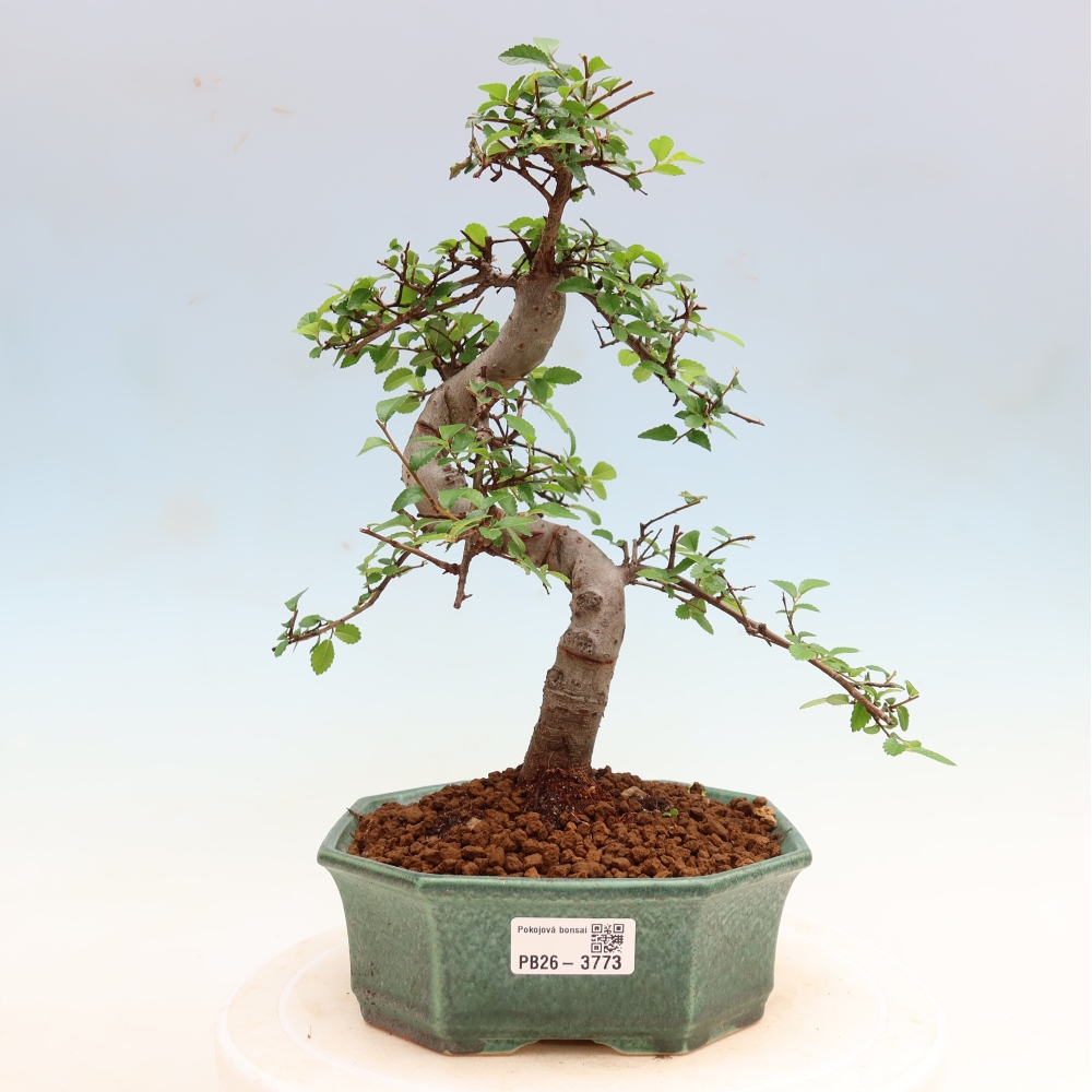 Szobai bonsai - Ulmus parvifolia - Kislevelű szilfa