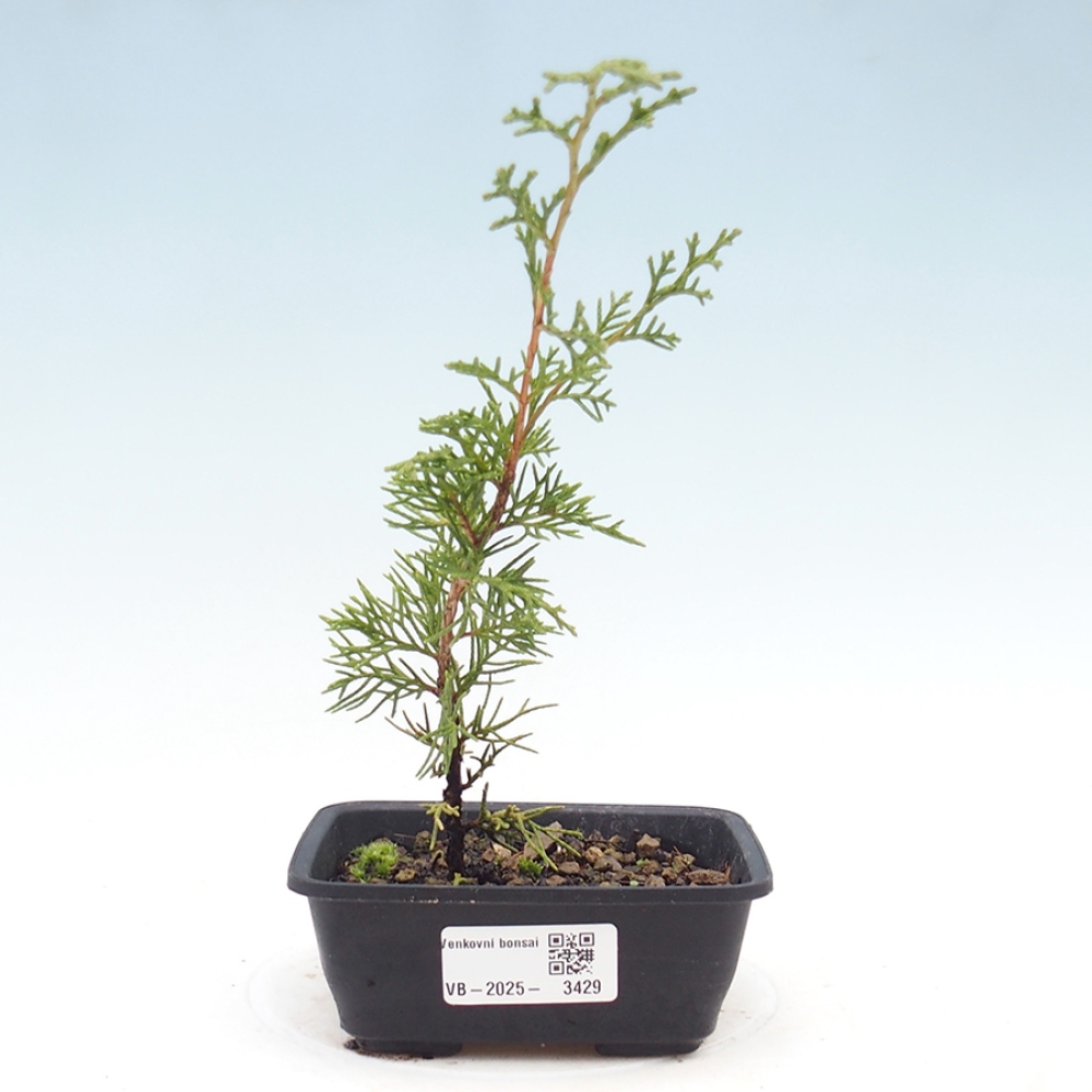 Kültéri bonsai - Juniperus chinensis Itoigawa