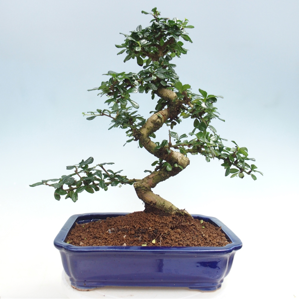 Szobai bonsai - Carmona macrophylla - Tea fuki