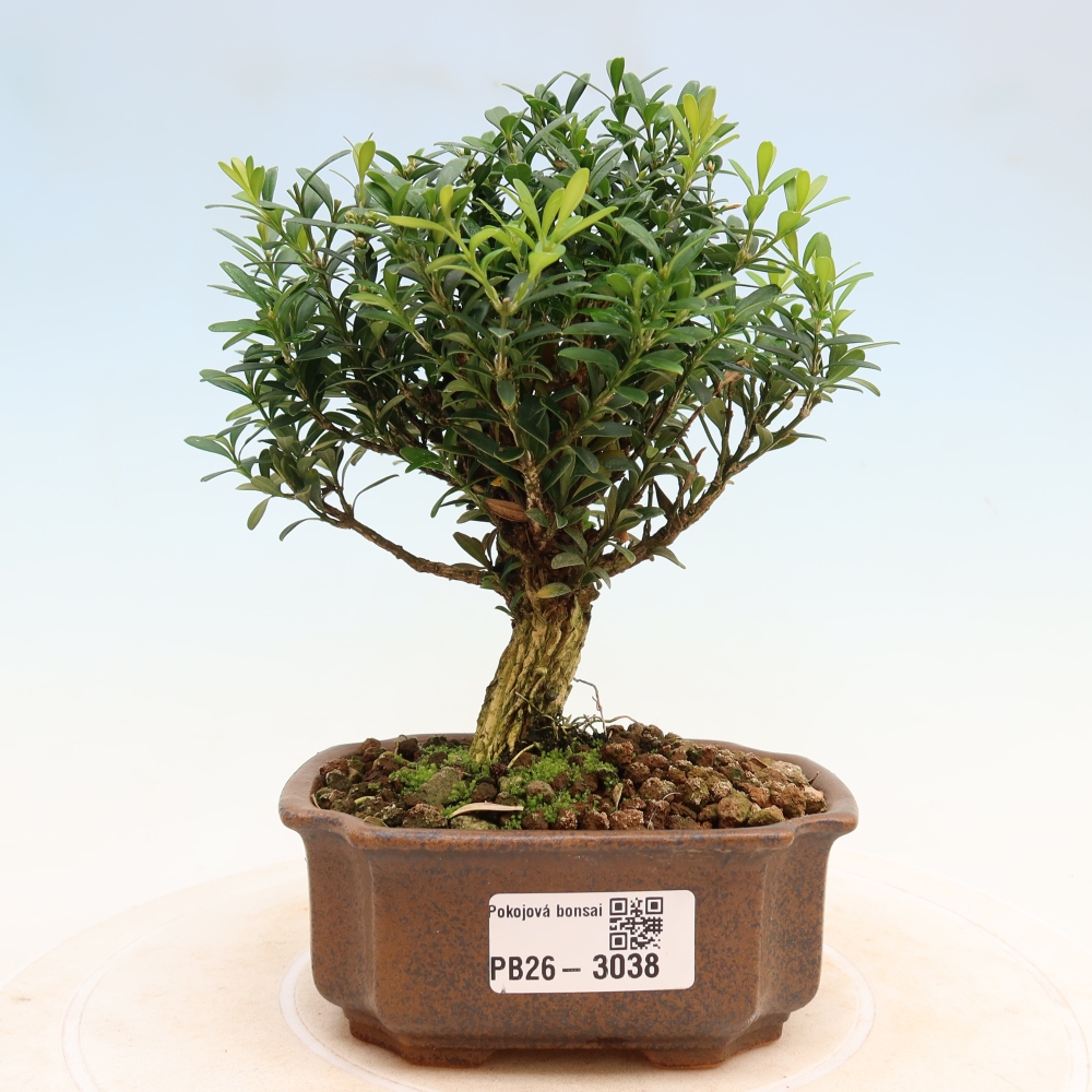 Szobai bonsai - Buxus harlandii - parafa buxus