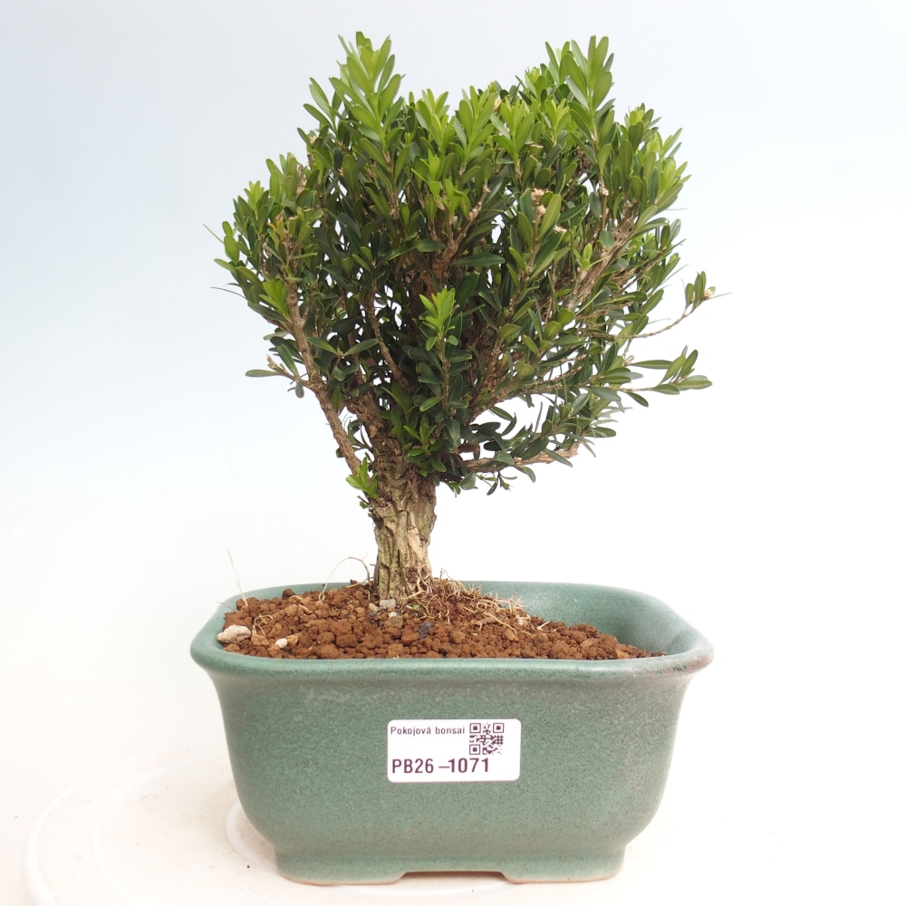 Szobai bonsai - Buxus harlandii - parafa buxus
