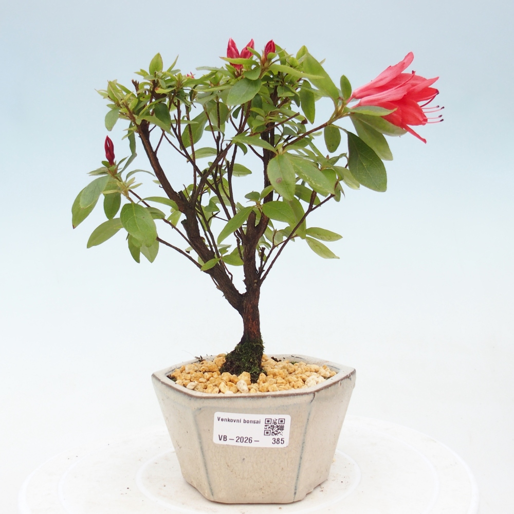 Kültéri bonsai - japán azálea - Azalea sp.