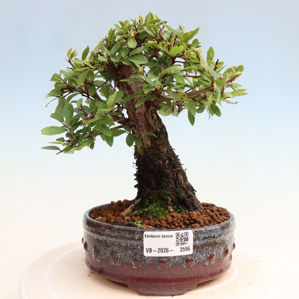Kültéri bonsai - Zelkova - Zelkova NIRE