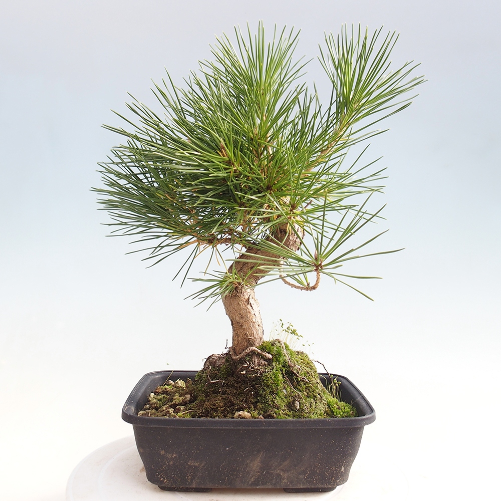 Kültéri bonsai - Pinus thunbergii - Thunberg fenyő