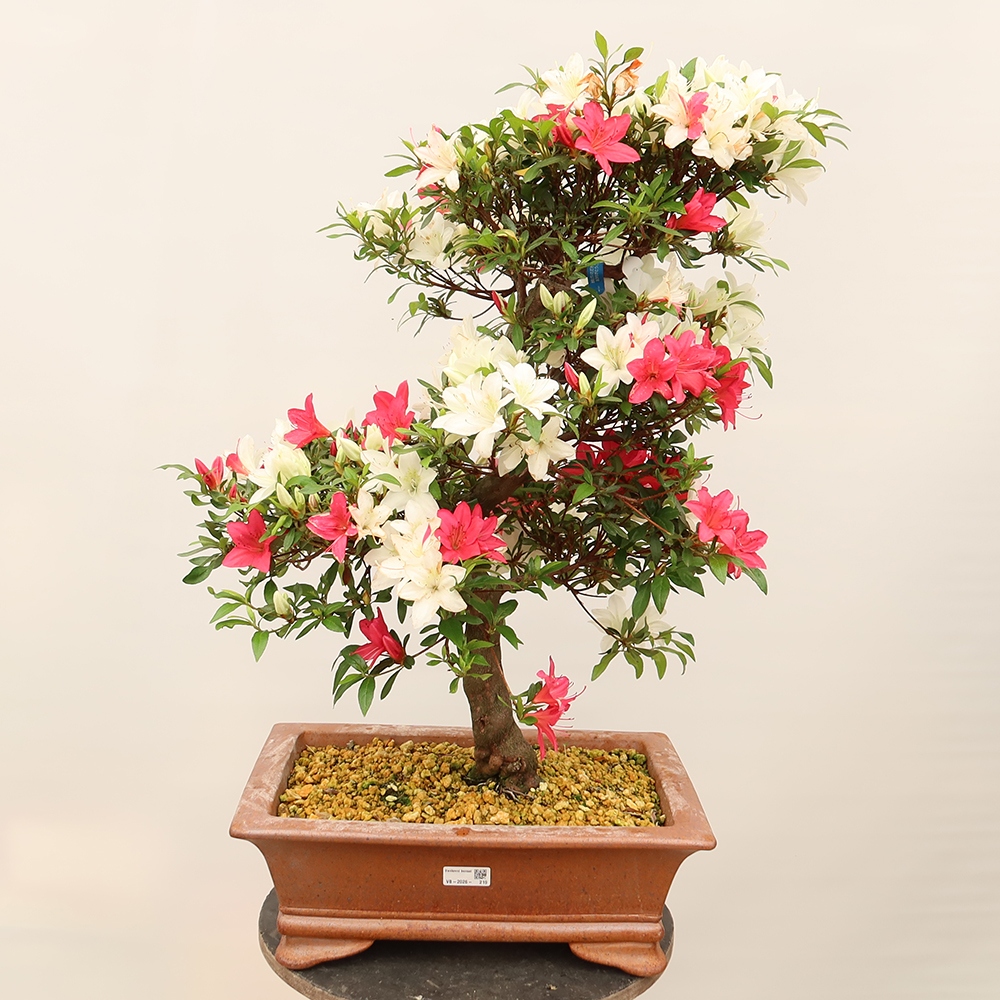 Kültéri bonsai - japán azálea - Azálea CHIHIRO
