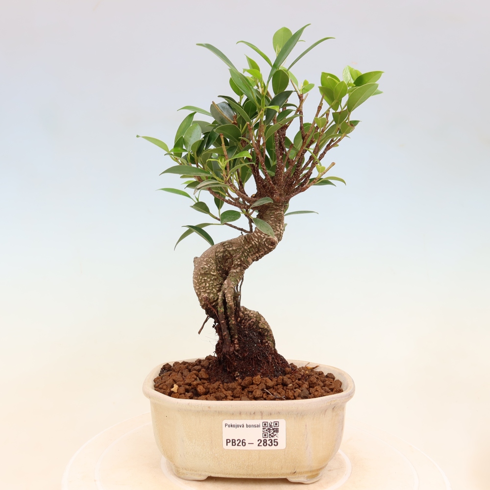 Szobai bonsai - Ficus kimmen - kislevelű fikusz