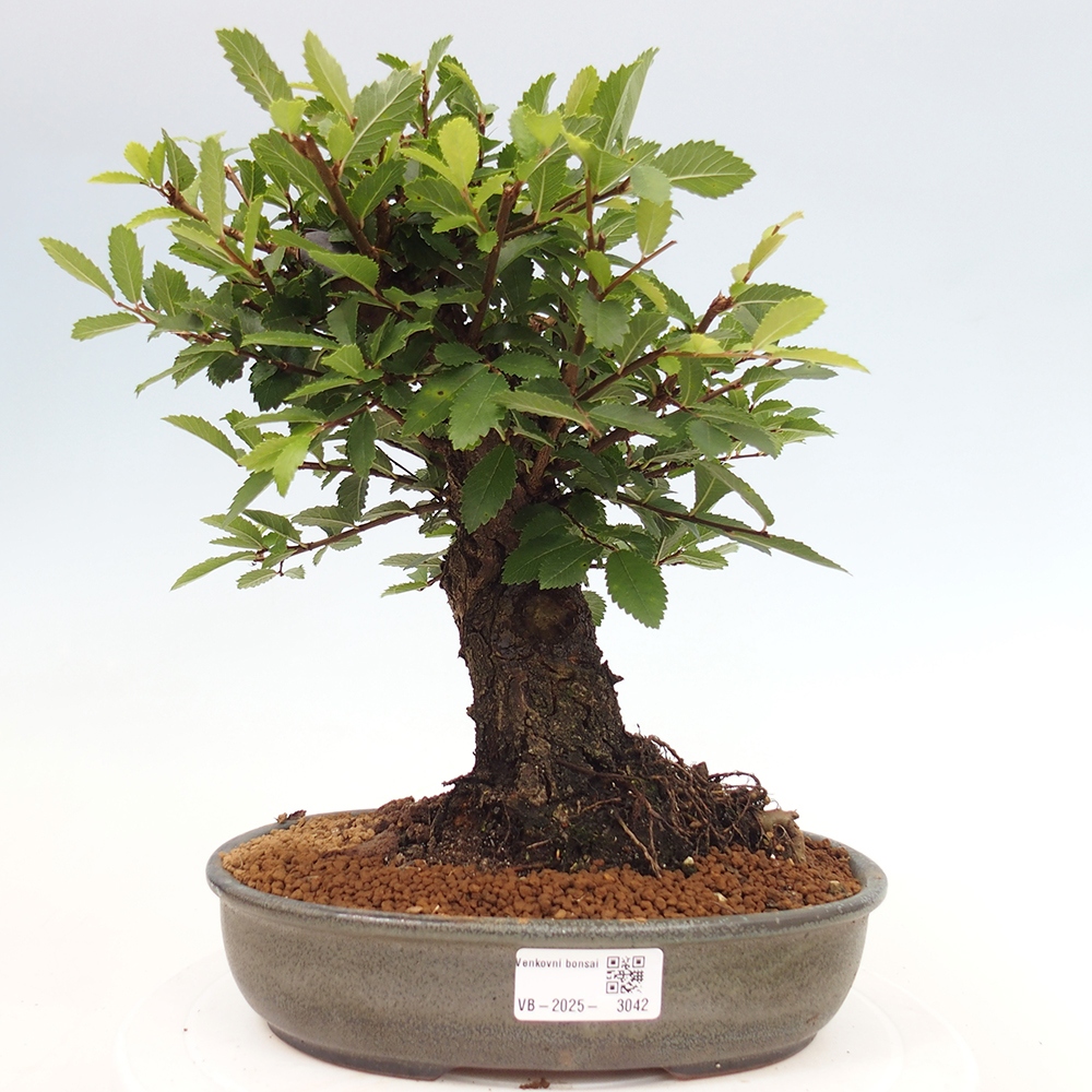Kültéri bonsai - Zelkova - Zelkova NIRE