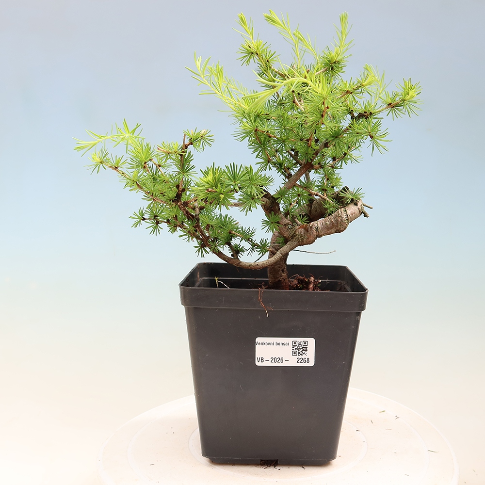 Kültéri bonsai - Larix decidua - vörösfenyő