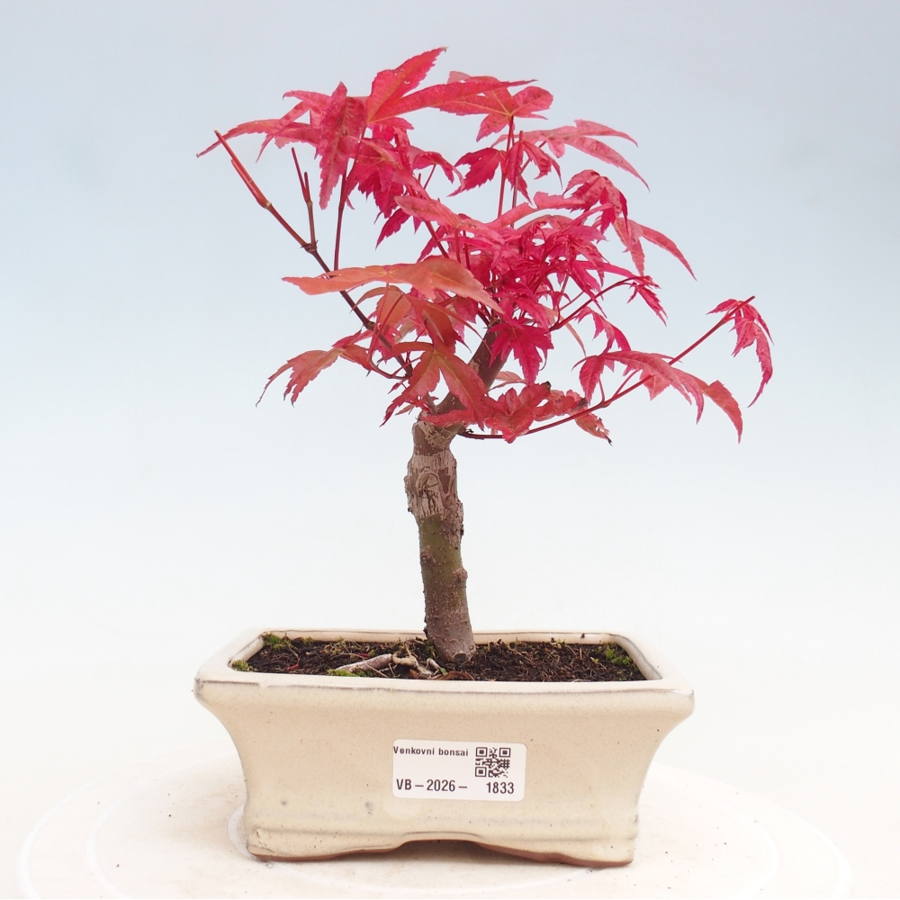 Kültéri bonsai - Acer palmatum DESHOJO
