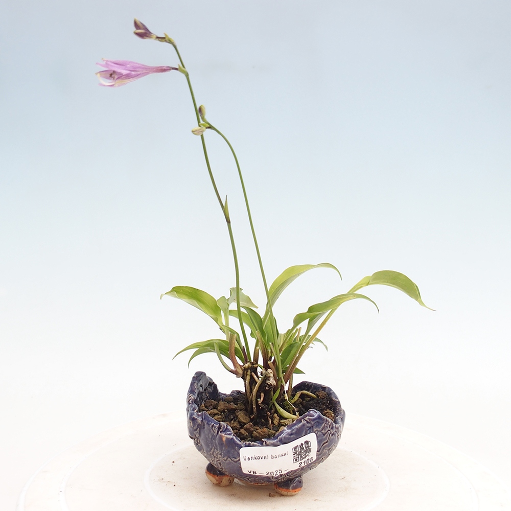 Kültéri bonsai - Mini Hosta - Bohyška