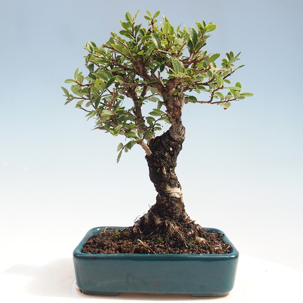 Kültéri bonsai - Zelkova - Zelkova NIRE