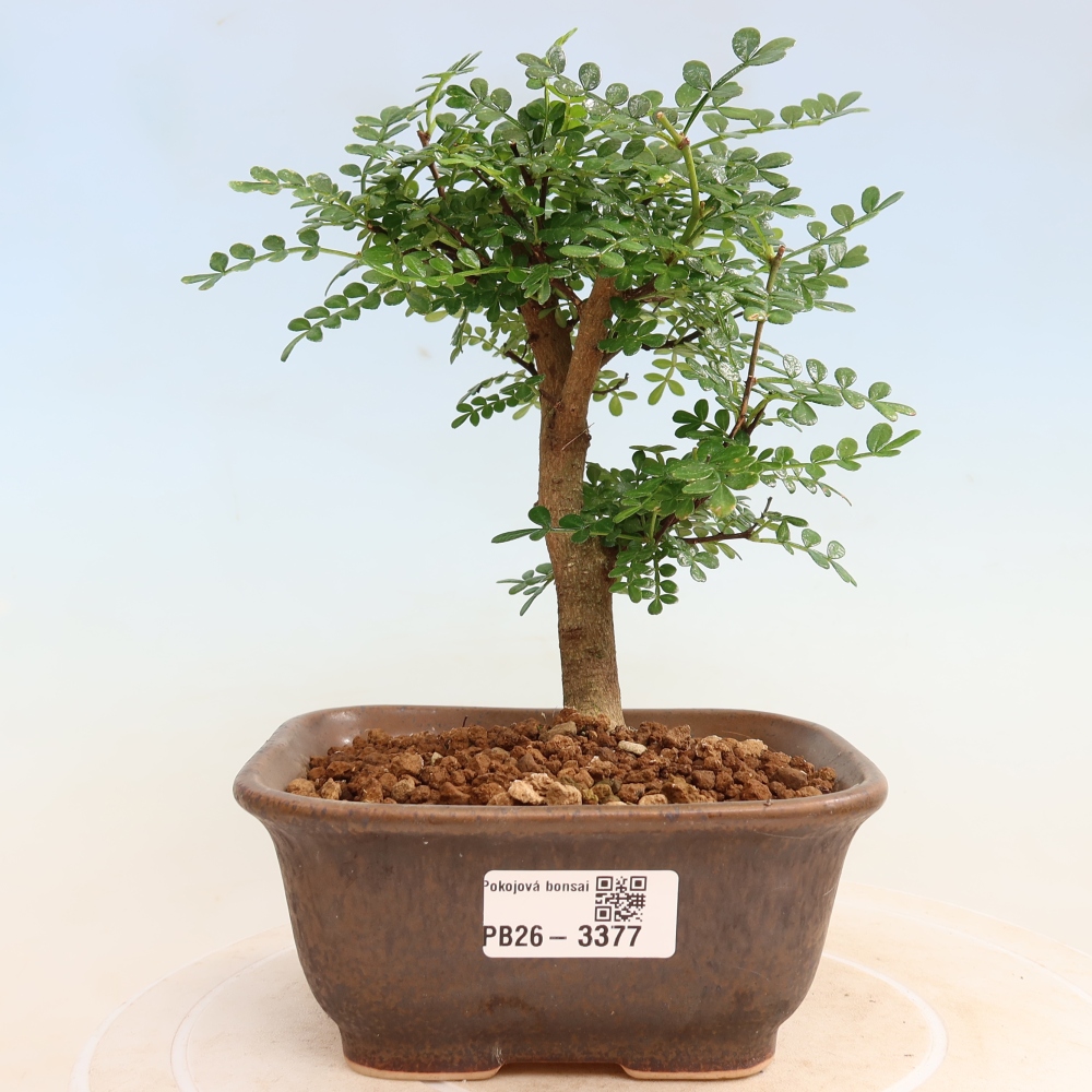 Szobai bonsai - Zantoxylum piperitum - borsfa