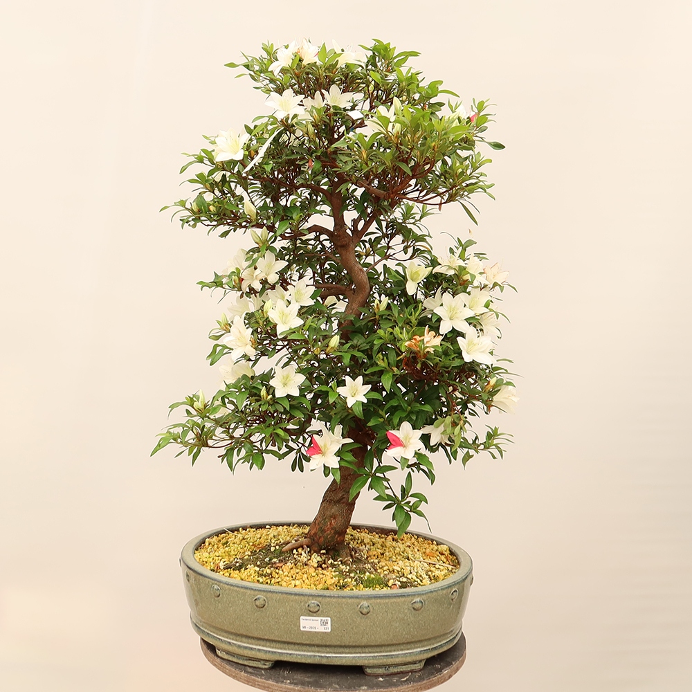 Kültéri bonsai - japán azálea - Azálea CHIHIRO