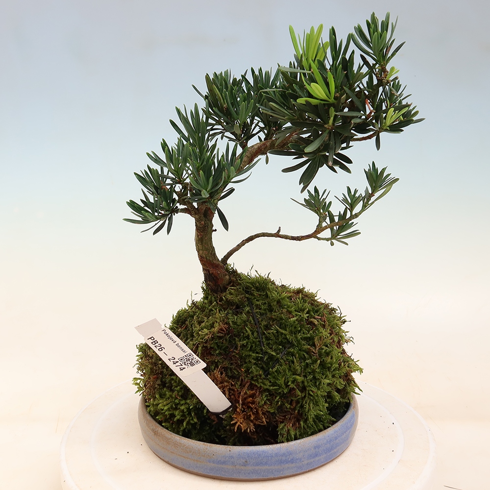 Kokedama alátéttel – Podocarpus – Kőtölgy