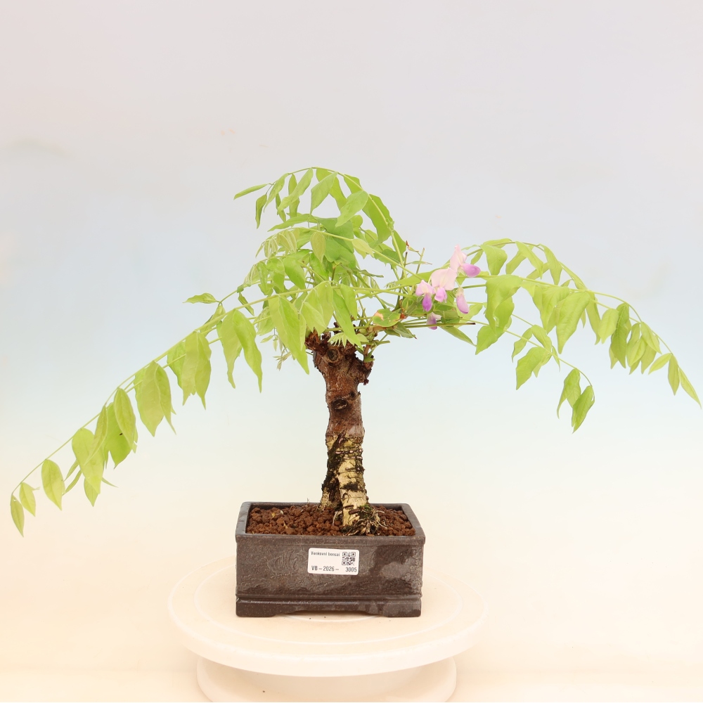 Kültéri bonsai - Wisteria floribunda