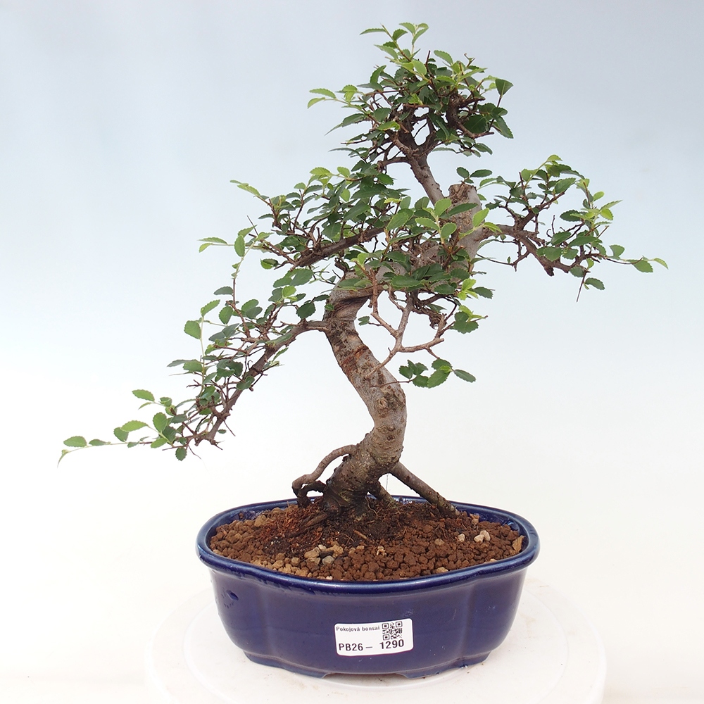 Szobai bonsai - Ulmus parvifolia - Kislevelű szilfa
