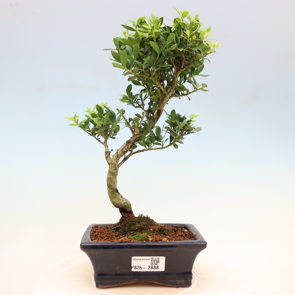 Szobai bonsai - Ilex crenata - Holly