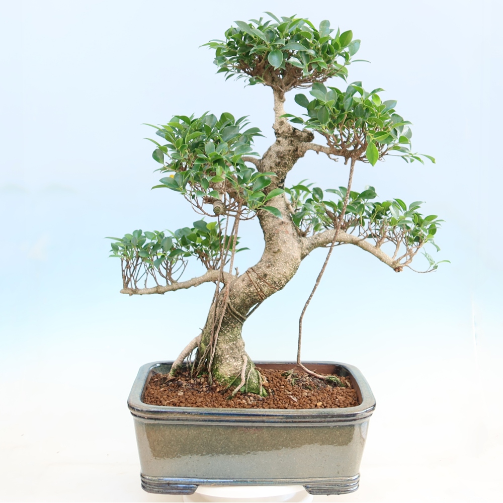 Szobai bonsai - Ficus kimmen - kislevelű fikusz