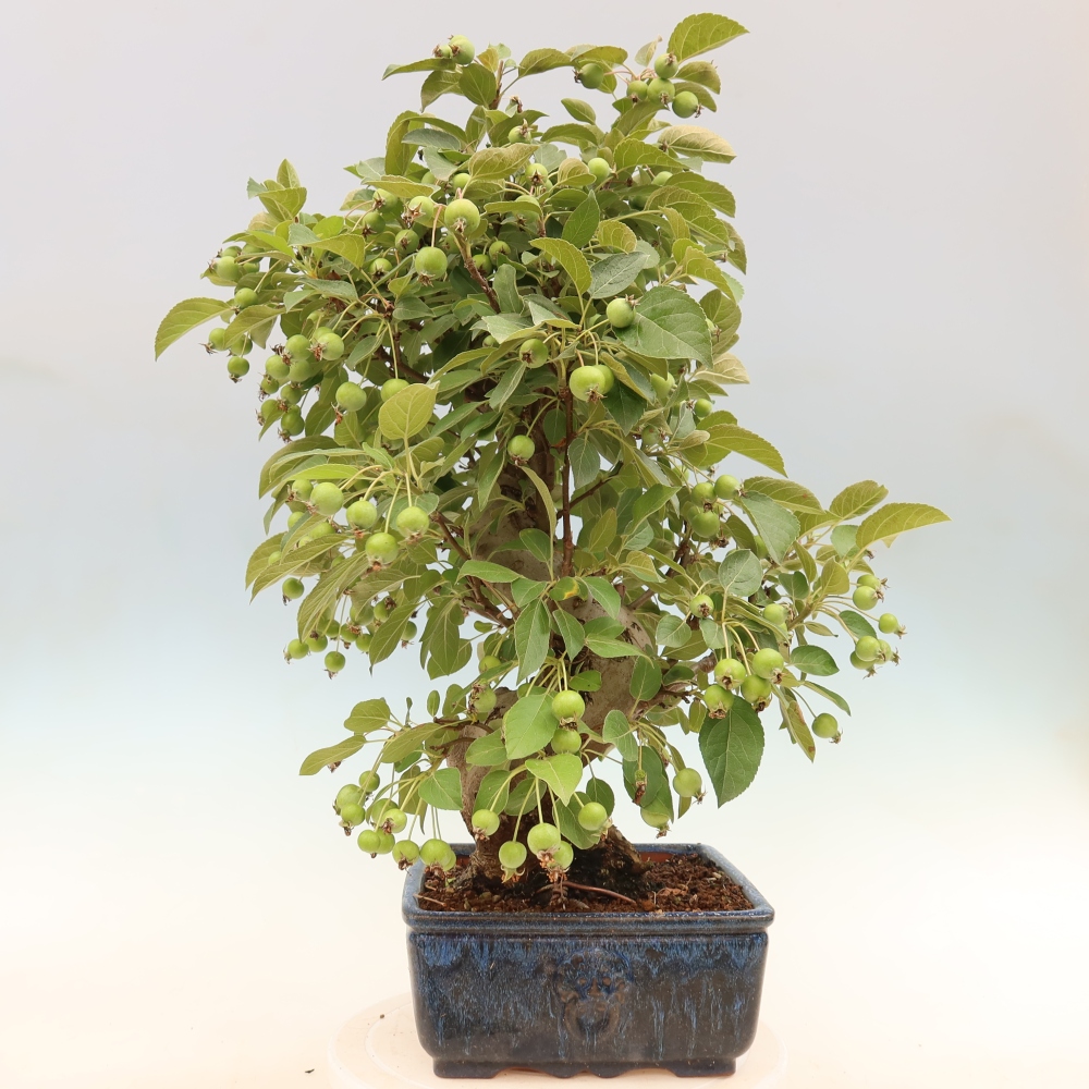 Kültéri bonsai -Malus halliana - Kis gyümölcsű almafa
