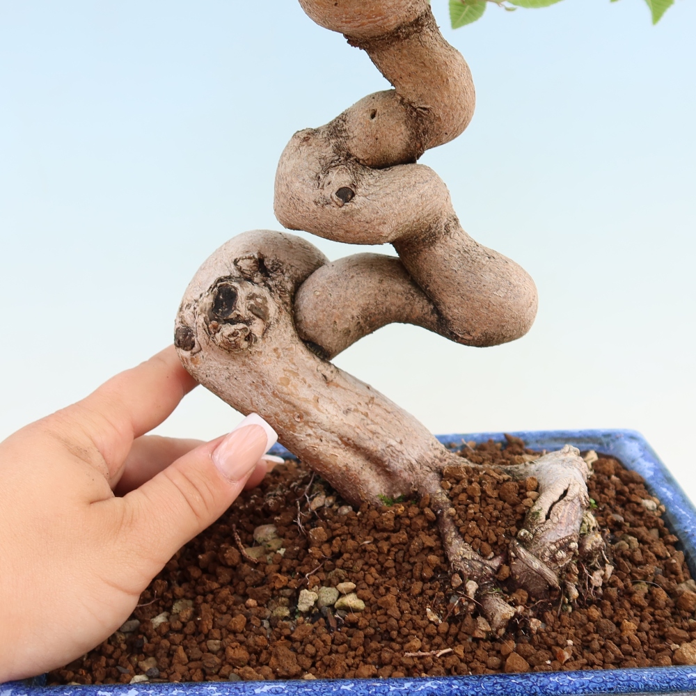 Kültéri bonsai -Carpinus Coreana - Koreai gyertyánfa
