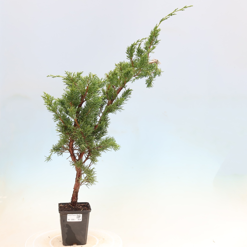 Kültéri bonsai - Juniperus chinensis Kishu