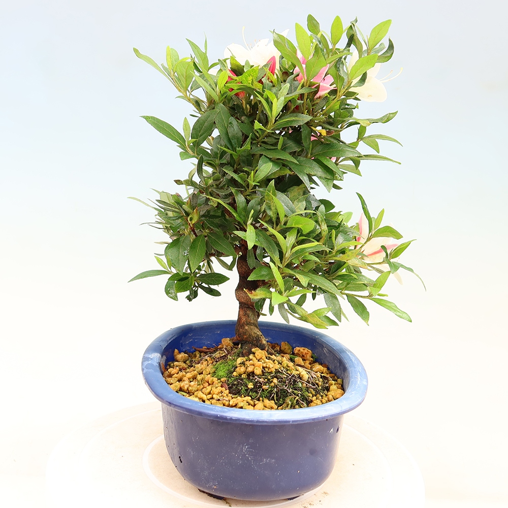 Kültéri bonsai - japán azálea - Azálea CHIHIRO