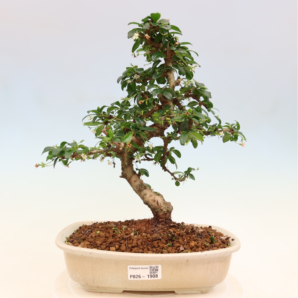 Szobai bonsai - Carmona macrophylla - Tea fuki