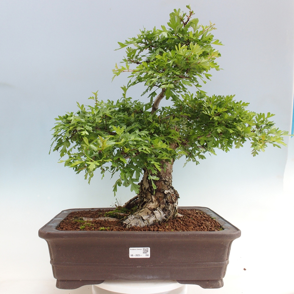 Kültéri bonsai - Galagonya - Crataegus monogyna