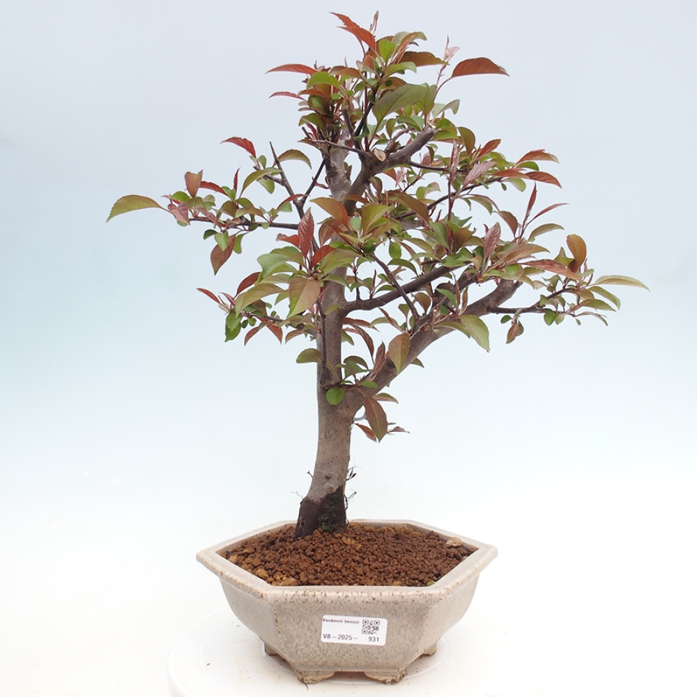Kültéri bonsai -Malus domestica - Kis gyümölcsű piros levelű almafa