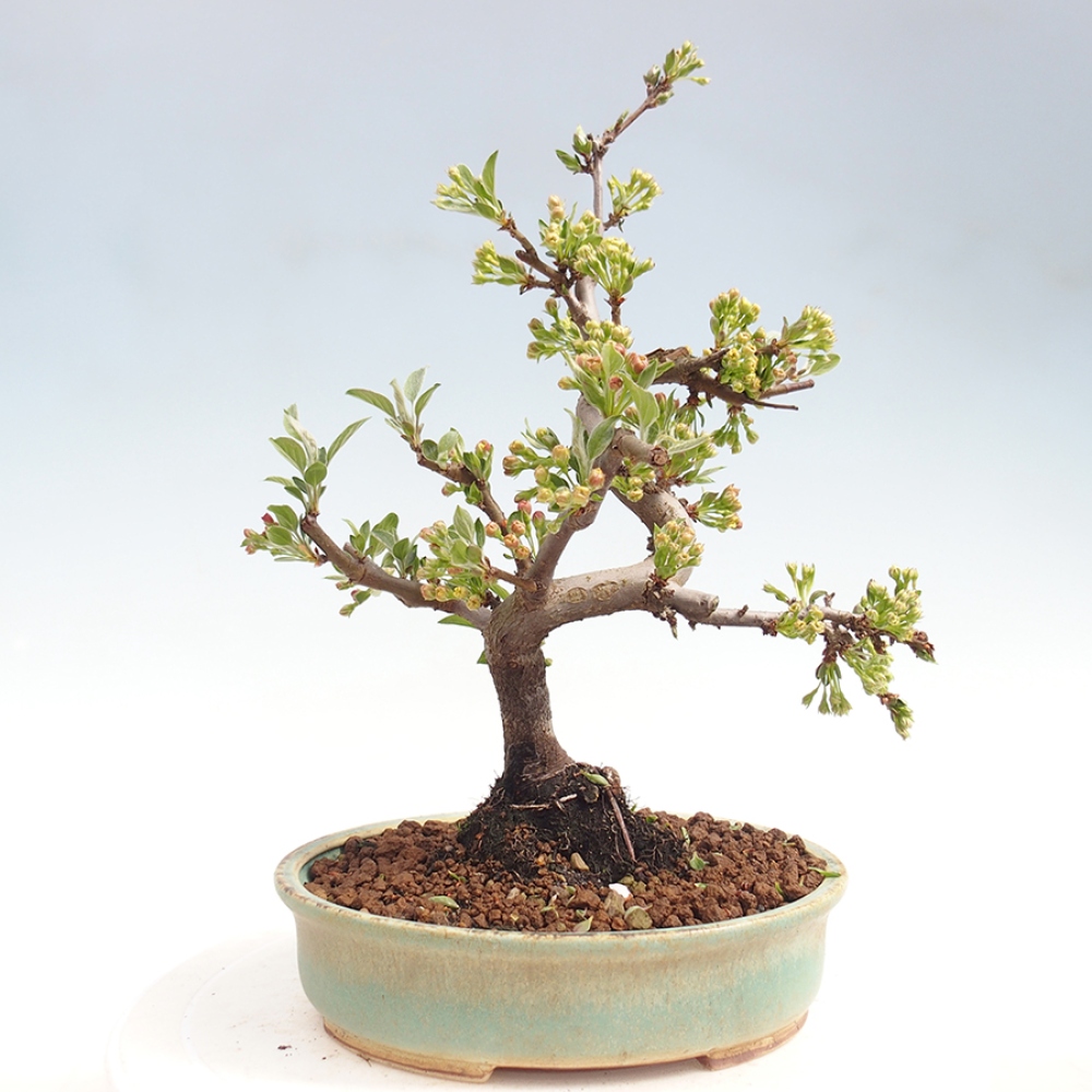 Kültéri bonsai - Malus sargentii - Kis gyümölcsű almafa